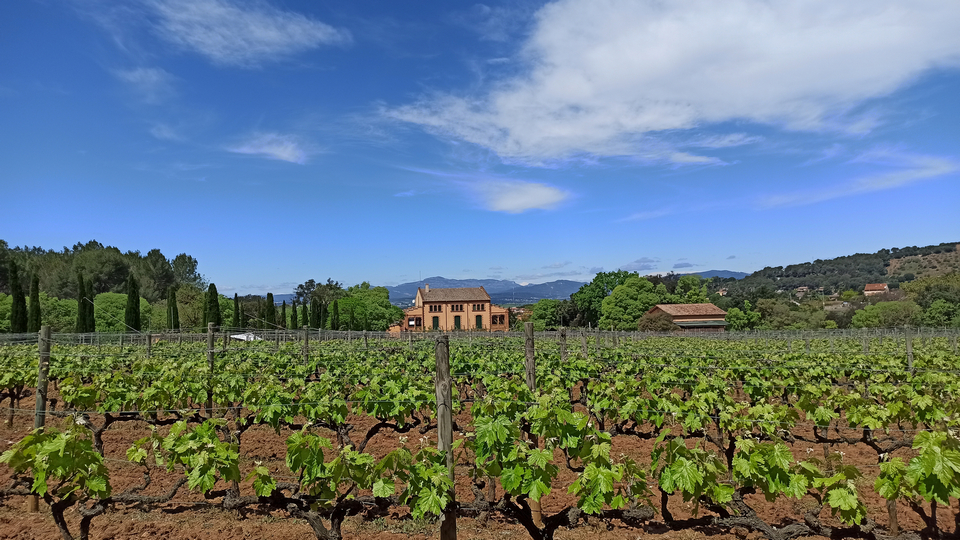 Gastronomia silvestre: un mercat natural al voltant de la vinya