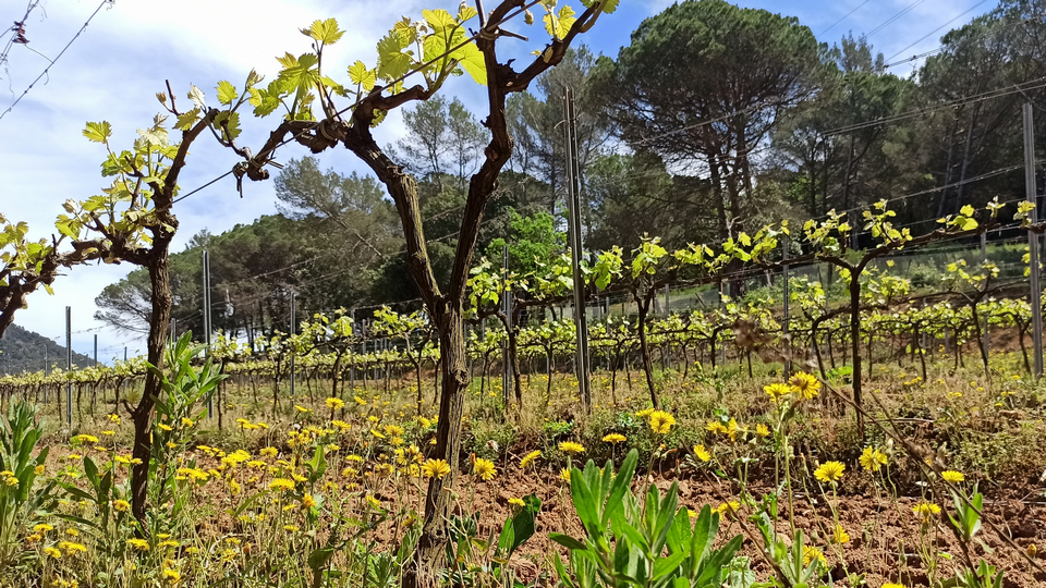 Del granito a la pasa blanca: Disfrutando de los viñedos de la DO Alella