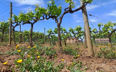 Bienestar a través de las plantas: remedios naturales en torno al viñedo