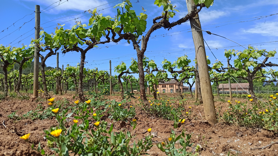 Bienestar a través de las plantas: remedios naturales en torno al viñedo