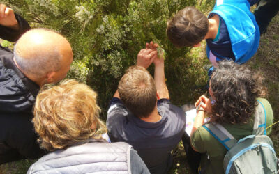 Las plantas comestibles y medicinales del Baix Montseny en la primavera