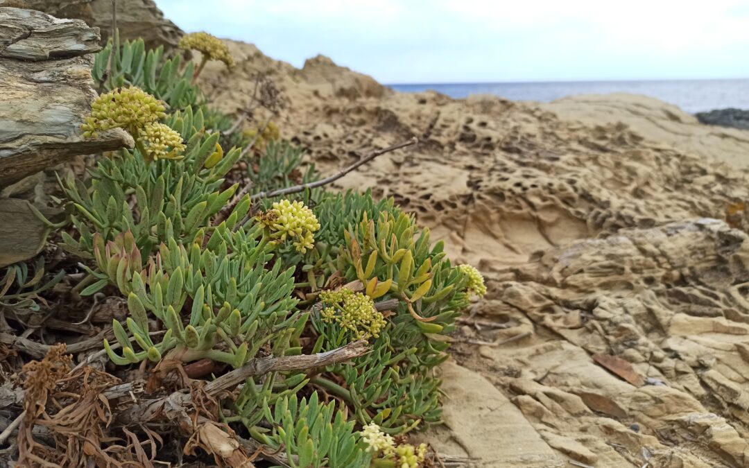 Les plantes comestibles i remeieres de la Costa Brava