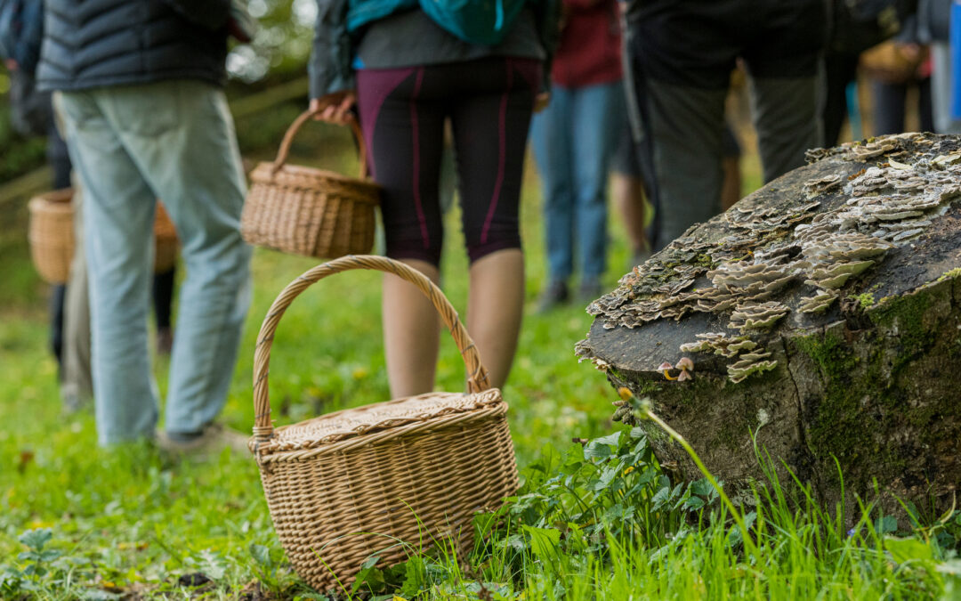 Curso: Setas y Hongos de la Vall de Ribes