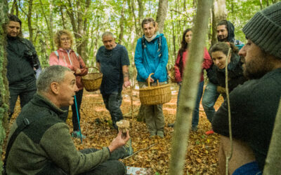 Curs: Fongs i Bolets de la Vall de Ribes (tot el dia)