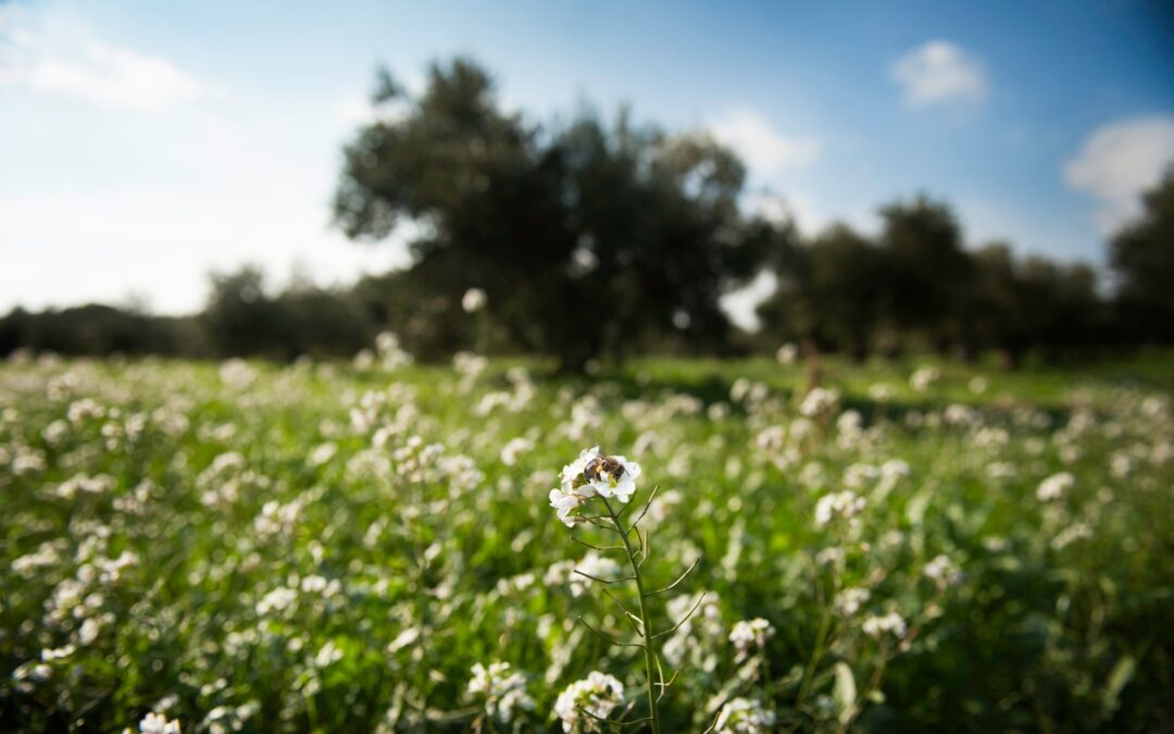 Hierbas para el bienestar entre viñedos del Empordà