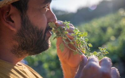 Taller de hierbas de infusión con merienda en el Empordà