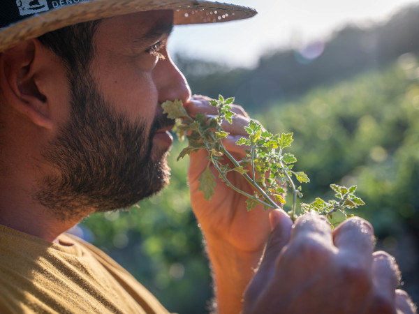 Taller de hierbas de infusión con merienda en el Empordà