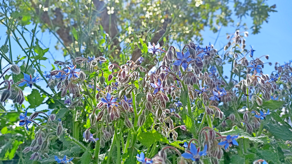 Plantes silvestres comestibles de Collserola