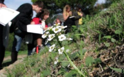 Plantes comestibles y medicinales de otoño