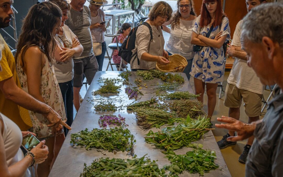 Taller herbes pel vermut